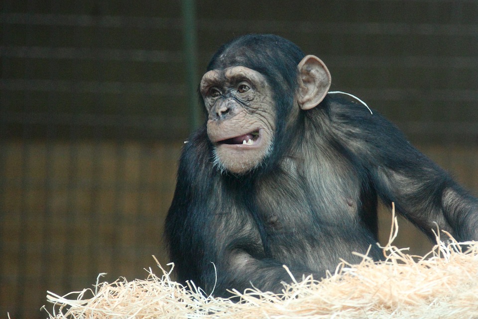 معلومات عن قرد الشمبانزي